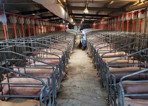 do flu viruses come from hog farms in china